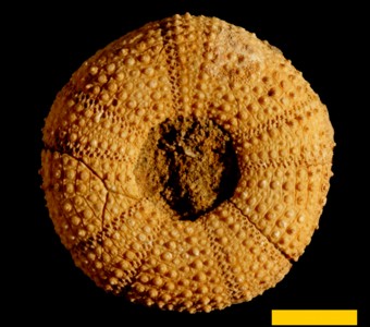 Echinodermata - Echinoidea - Camarodonta
 
Isechinus praecursorSpecimen PE 22297-B
Patagonian beds
Cenozoic - Paleogene - Eocene
Santa Cruz, Argentina
