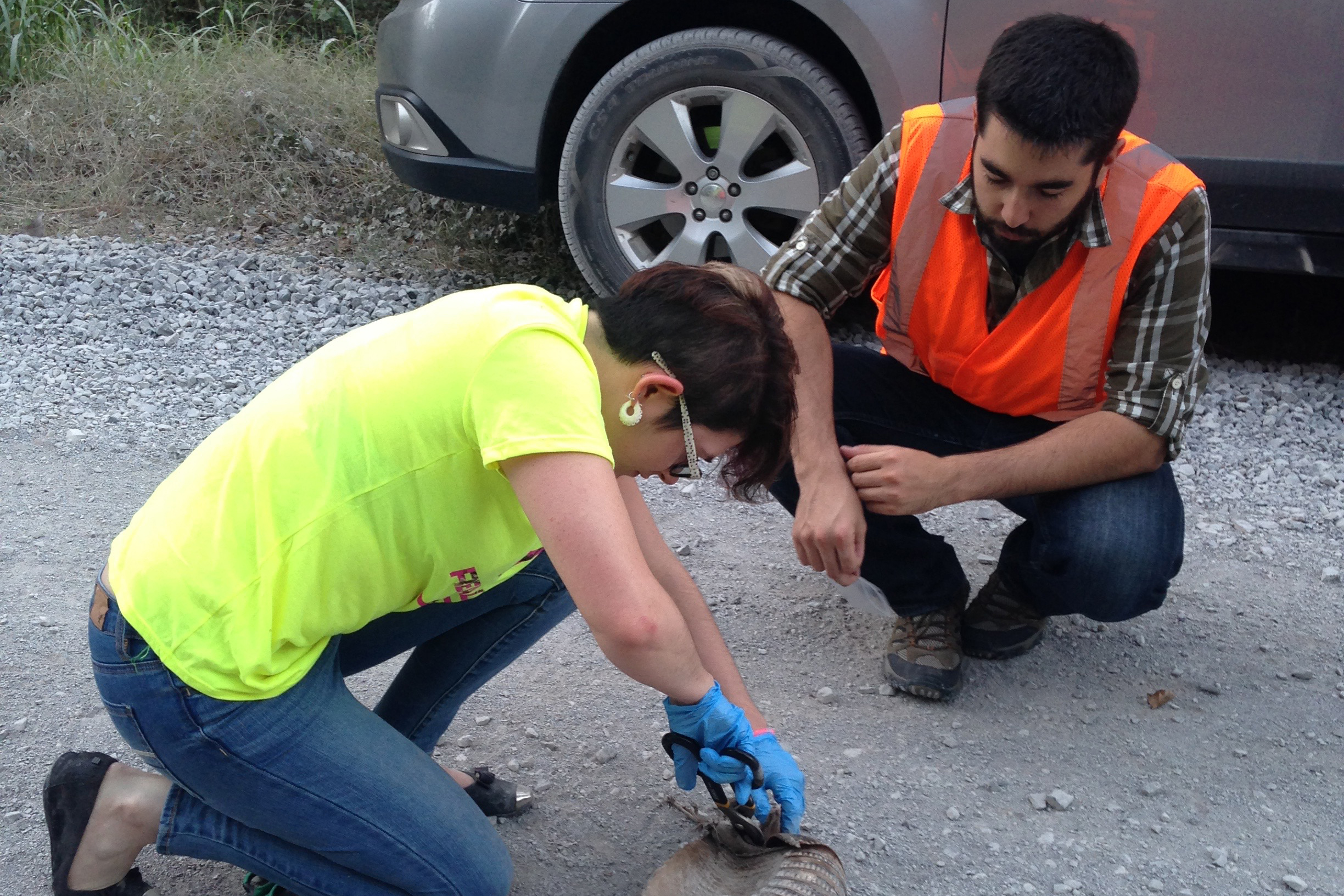 Two individuals crouch at the side of the road to examine roadkill. A woman appears on the left, with her gloves hands cutting into the neck of the animal with scissors. A man looks on from the right. He wears a reflective safety vest.