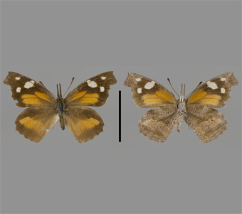 Nymphalidae : Libytheidae 
 
Libytheana carinenta (Cramer, 1777)Snout ButterflyFMNH-INS 124021 
Arlington Heights, IL11 August 1942