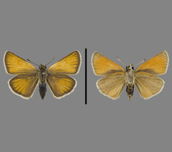 Hesperiidae: Hesperiinae 
 
Thymelicus lineola (Ochsenheimer, 1808)European SkipperlingFMNH-INS 124124 
Freeport, Stephenson County, IL8 June 1991