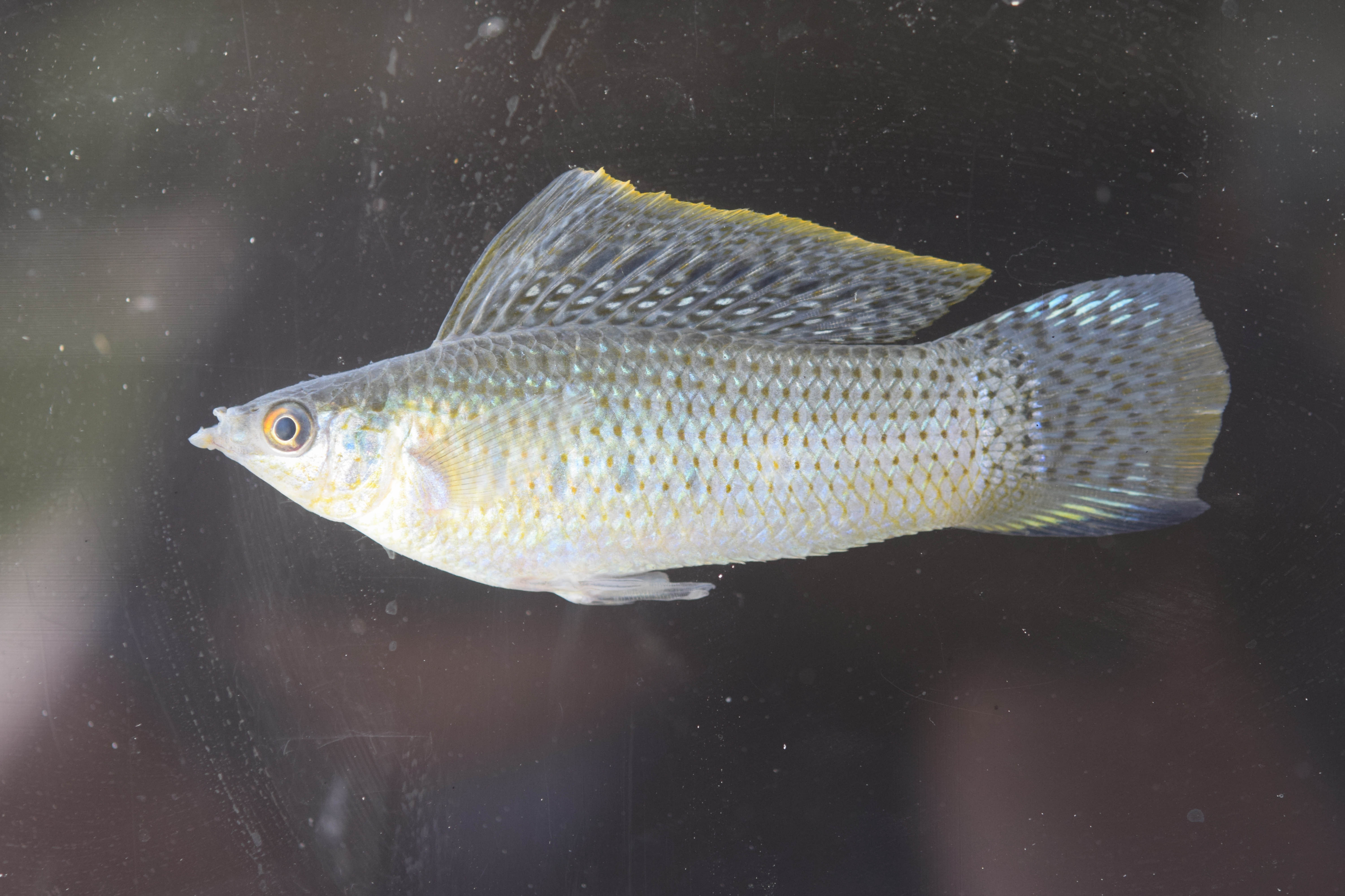 Poecilia petenensis, from Lago Peten-Itza.