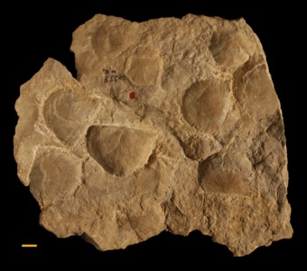 Brachiopoda - Strophomenata - Strophomenida
 
Rafinesquina alternataSpecimen UC 29379
Paleozoic - Late Ordovician(~450 Million years ago)
Minooka, Illinois