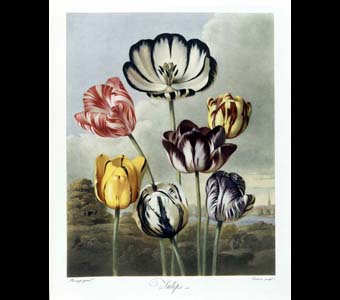 Tulips, from Thornton's Temple of Flora. Botanical Print from rare book.
Credit Information:
© The Field Museum
ID# B83469c
Photographer: John Weinstein