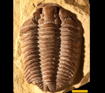Arthropoda - Trilobita - Phacopida
 
Diacalymene claviculaSpecimen PE 25639
Hunton Group - Henryhouse Formation
Paleozoic - Silurian
Ada, Oklahoma