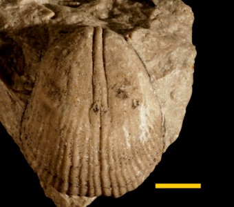 Brachiopoda - Rhynchonellata - Pentamerida - Pentameridae
 
Kirkidium knightiPreviously identified as Conchidium sp.Specimen P 16393
Racine Formation?
Paleozoic - Silurian - Niagaran
Thornton, Illinois