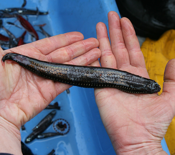 A deepsea Boafish (Stomias) that has its characteristic unusual scales and ventral bioluminescent photophores. All of the midline fins and the non-terminal end of the barbel in this species are bright red when they come up in the trawl.