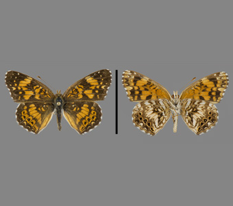 Nymphalidae: Nymphalinae: Melitaeini 
 
Chlosyne gorgone carlota (Hübner, 1810)Great Plains CheckerspotFMNH-INS 124125 
Mississippi Palisades, Jo Daviess County, IL15 June 1991