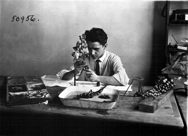 David Henner in Stanley Field Plant Reproduction Laboratory working on model of Couroupita (Cannon Ball Tree) 1924.
Credit Information:
© 1924 The Field Museum
ID# CSB50956