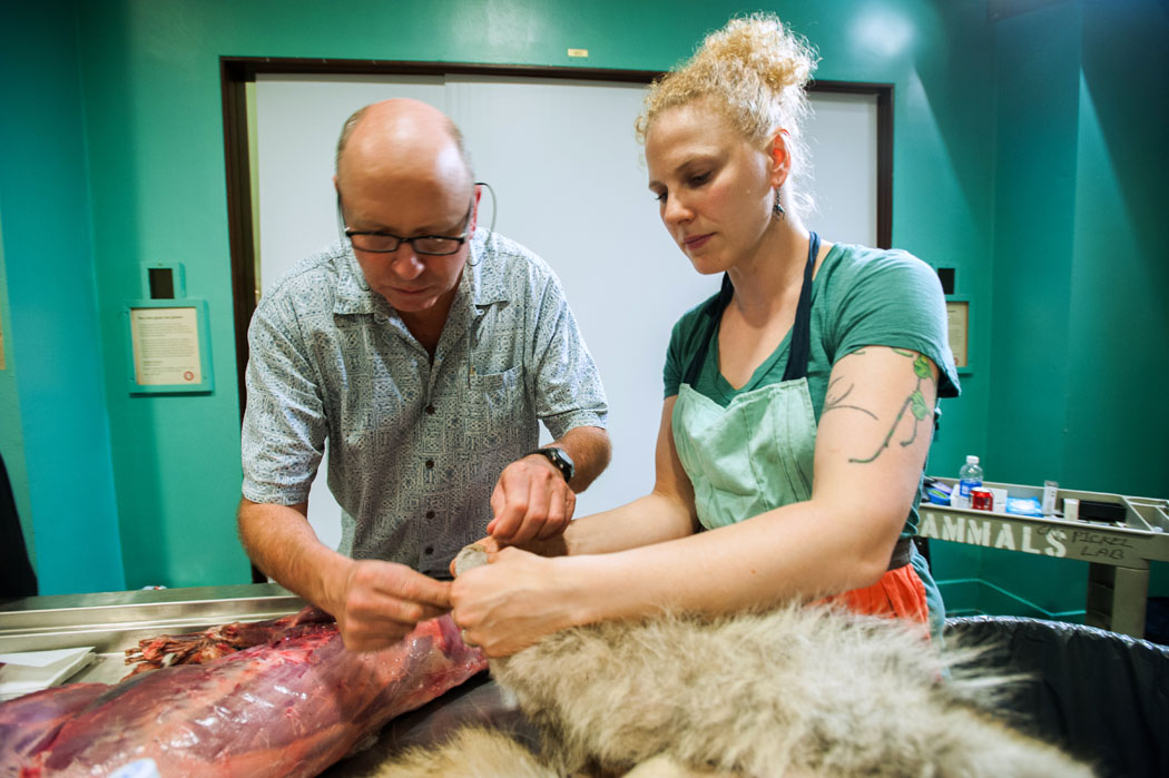 Members’ Night mammal prep with Anna Goldman, 2015, in Sea Mammals. Field Museum photo by Karen Bean. GN92164_298d
