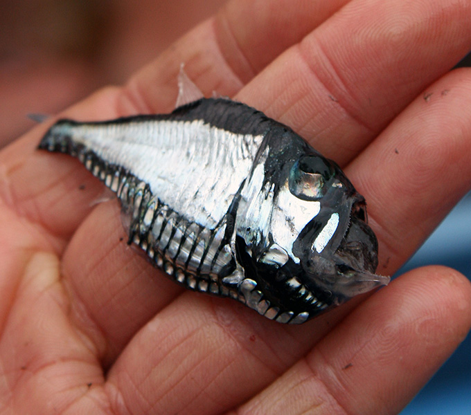 A deep-sea Pacific Hatchet Fish (Argyropelecus) in Susan Mochel's hand. This group has the characteristic ventral light organs that match the downwelling light from the surface to avoid casting a shadow beneath them.