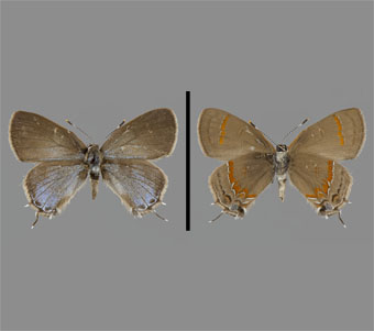 Lycaenidae: Theclinae 
 
Calycopis cecrops (Fabricius, 1793)Red-Banded HairstreakFMNH-INS 124074 
Selma, Dallas County, ALJune 1931