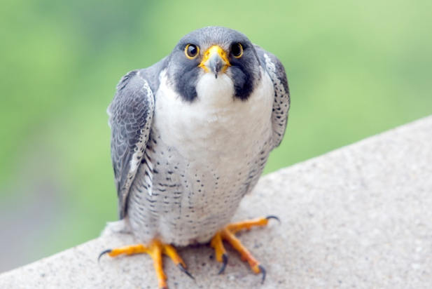 A peregrine falcon