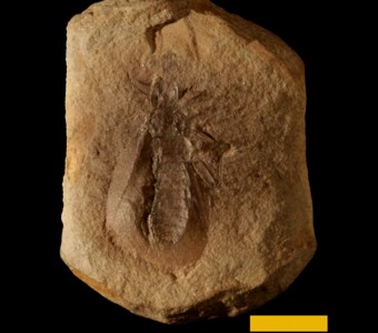 Arthropoda - Insecta - Protorthoptera 
 
Eucaenus mazonusSpecimen UC 9243
Carbondale Formation - Francis Creek Shale
Paleozoic - Middle Pennsylvanian(~305 million years ago)
Mazon Creek area, Illinois