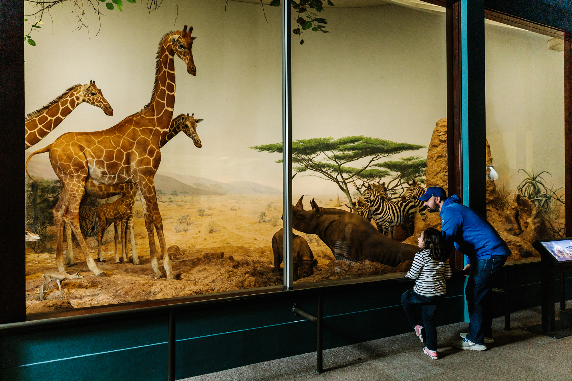 Museum visitors viewing a diorama featuring giraffes, rhinoceroses, and zebras.