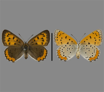 Lycaenidae: Lycaeninae: Lycaenini 
 
Lycaena hyllus (Cramer, 1775)Bronze Copper, femaleFMNH-INS 124064 
River Grove, Cook County, IL1943