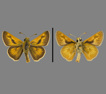 Hesperiidae: Hesperiinae 
 
Polites mystic (W.H. Edwards, 1863)Long Dash, maleFMNH-INS 124096 
Hessville, Lake County, IN30 May 1914