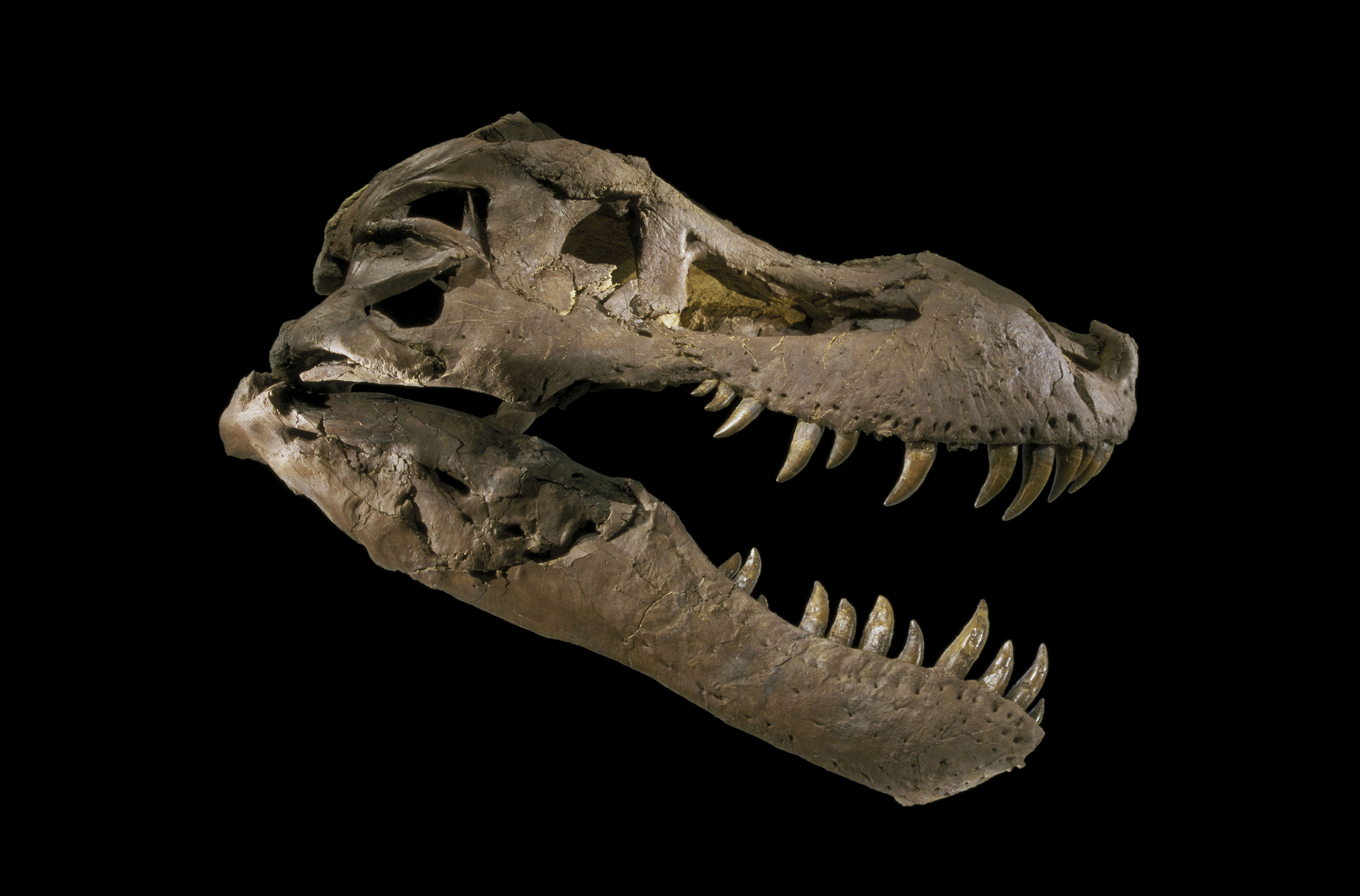 Fossilized skull of the T. rex, SUE, shown from one side.