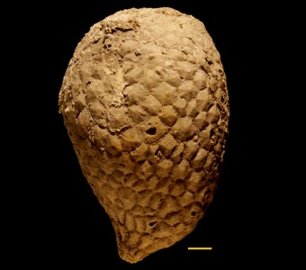 Echinodermata - Diploporita -
 
Triamara tumidaSpecimen P 8424
Paleozoic - Silurian
Romeo, Illinois