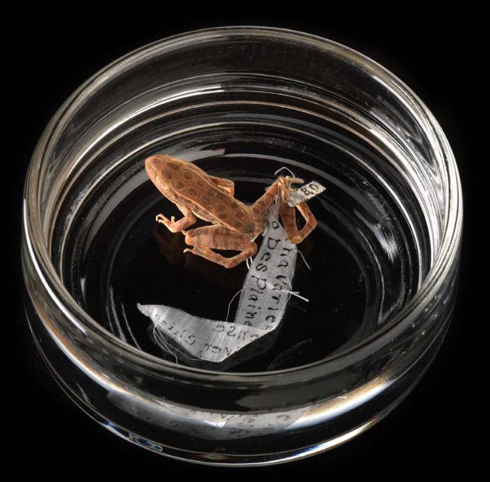 Leopard frog. First specimen collected by first curator in Amphibians and Reptiles. Zoology Department specimen.Credit Information: © 2003 The Field MuseumID# Z94371_01dPhotographer: John Weinstein