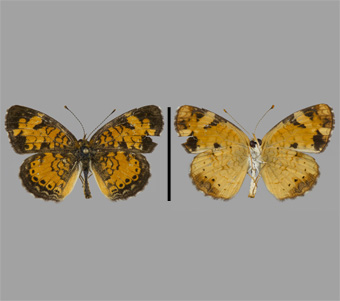 Nymphalidae: Nymphalinae: Melitaeini 
 
Phyciodes tharos (Drury, 1773)Pearl CrescentFMNH-INS 124027 
Freeport, Stephenson County, IL16 July 1990