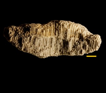 Cnidaria - Anthozoa - Favositida - Favositidae
 
Favosites hisingeriSpecimen P 478
Racine Formation?
Paleozoic - Silurian - Niagaran
Hawthorne, Illinois