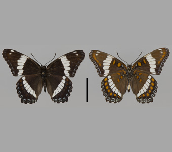 Nymphalidae: Limenitidinae: Limenitidini 
 
Limenitis arthemis (Drury, 1773)White AdmiralFMNH-INS 124016 
Crandon, Forest County, WI28 June 1960