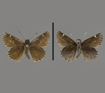 Hesperiidae: Hesperiinae 
 
Amblyscirtes vialis (W.H. Edwards, 1862)Black Little SkipperFMNH-INS 124111 
Pine Hills, Union County, IL14 May 1972
