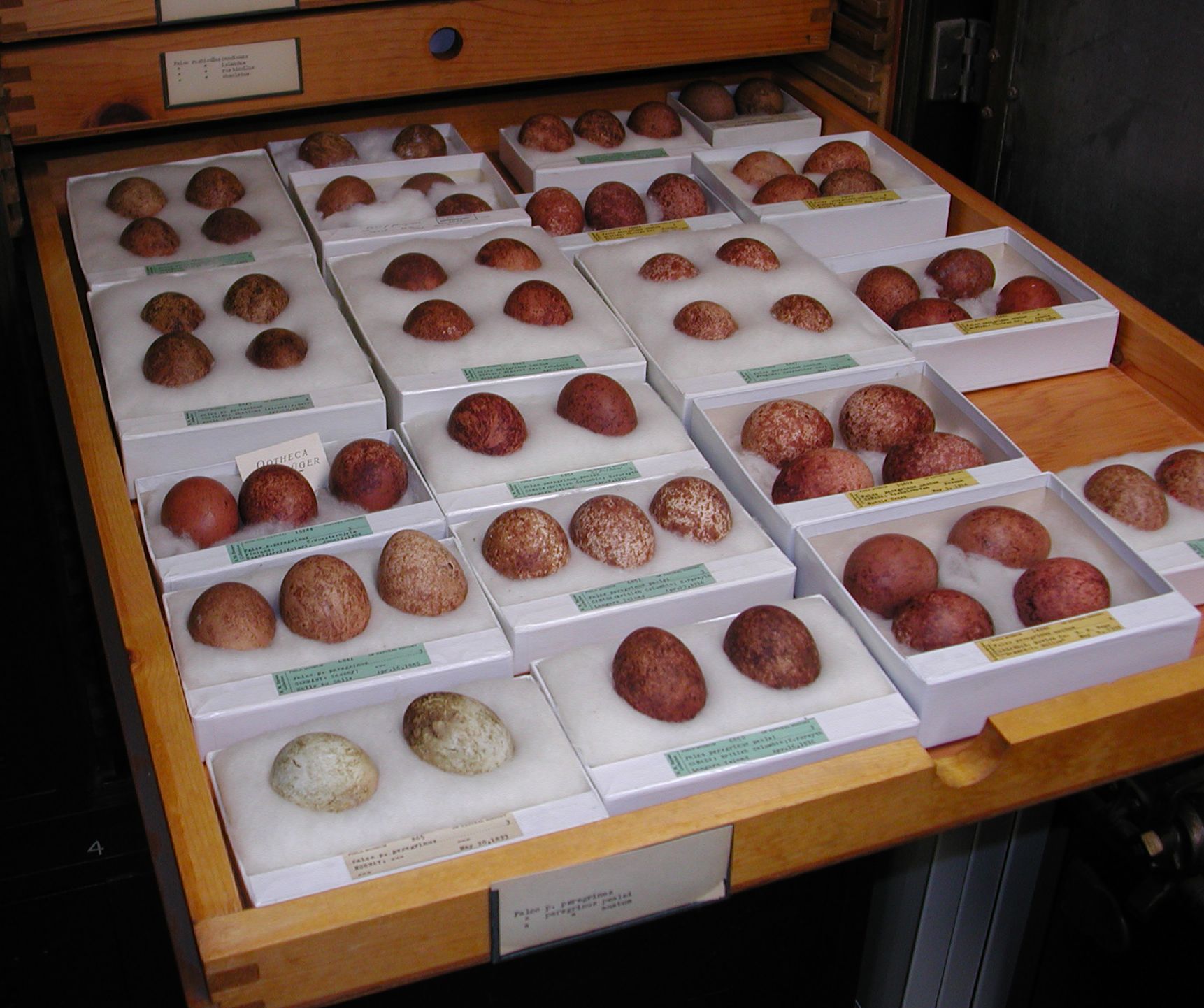 Field Museum Peregrine Falcon egg sets