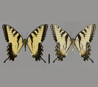 Papilionidae: Papilioninae: Papilionini 
 
Papilio glaucus Linnaeus, 1758Tiger Swallowtail, maleFMNH-INS 124000 
Broken Wheel Ranch, Union County, IL27-28 July 2001