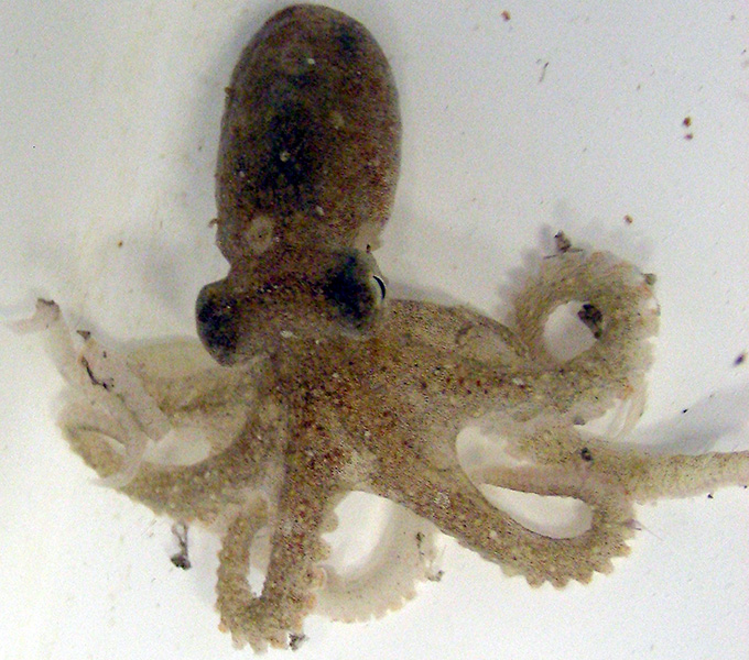 A small benthic octopus found among the sea urchins.