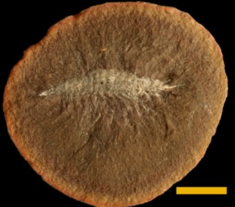 Arthropoda - Crustacea - Malacostraca
 
Palaeocaris typusSpecimen PE 37976
Carbondale Formation - Francis Creek Shale Member
Paleozoic - Middle Pennsylvanian(~305 Million years ago)
Mazon Creek Area, Illinois