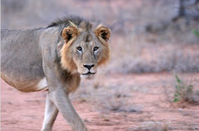 Image for Must We Fence Parks to Save Lions?