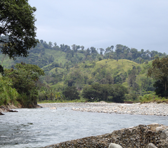 A freshwater river in Panama, filled with a diverse assemblage of fishes including cichlids, tetras, and livebearers.