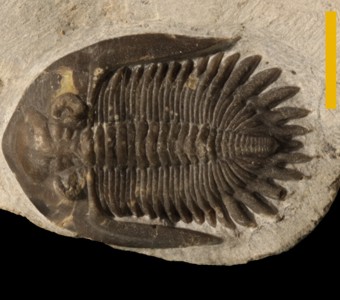 Arthropoda - Trilobita - Phacopida
 
Greenops stelliferSpecimen PE 56151
Hamar Laghdad Formation
Paleozoic - Early Devonian
Southeast of Erfoud, Morocco