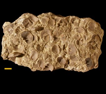 Brachiopoda - Rhynchonellata - Orthida
 
Onniella meekiSpecimen UC 16542
Tanner's Creek Formation
Paleozoic - Upper Ordovician
Brookfield, Indiana