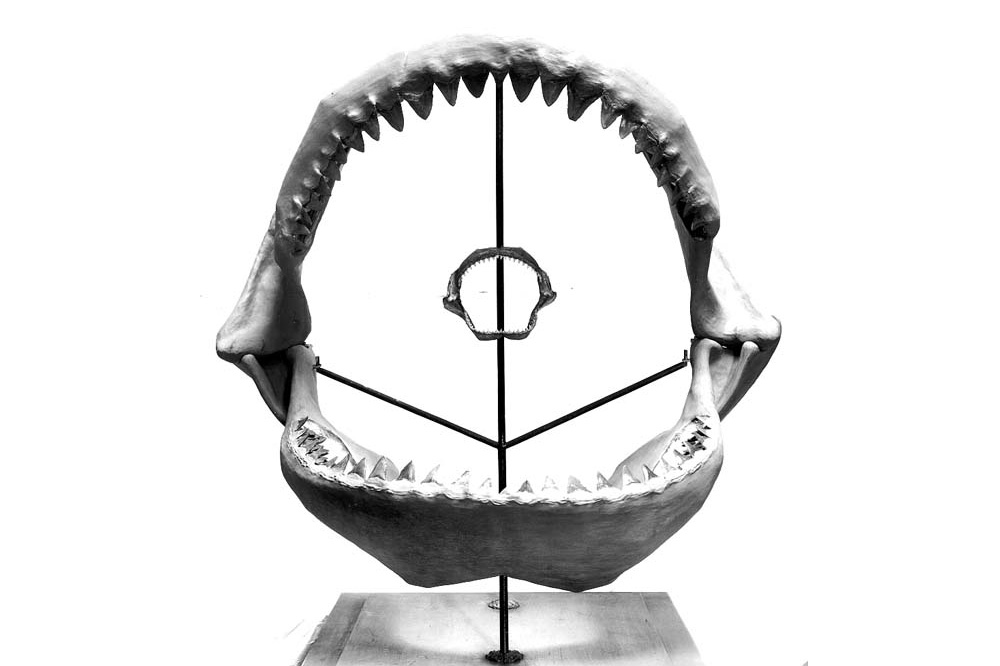 A very large jaw of the extinct shark megalodon, with a modern shark jaw suspended in the middle.