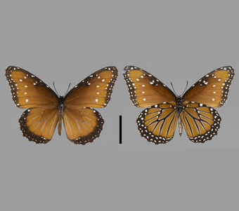 Nymphalidae: Danainae 
 
Danaus gilippus (Cramer, 1776)QueenFMNH-INS 124010 
Buncombe Creek Camp, Marshall County, OK6 June 1972