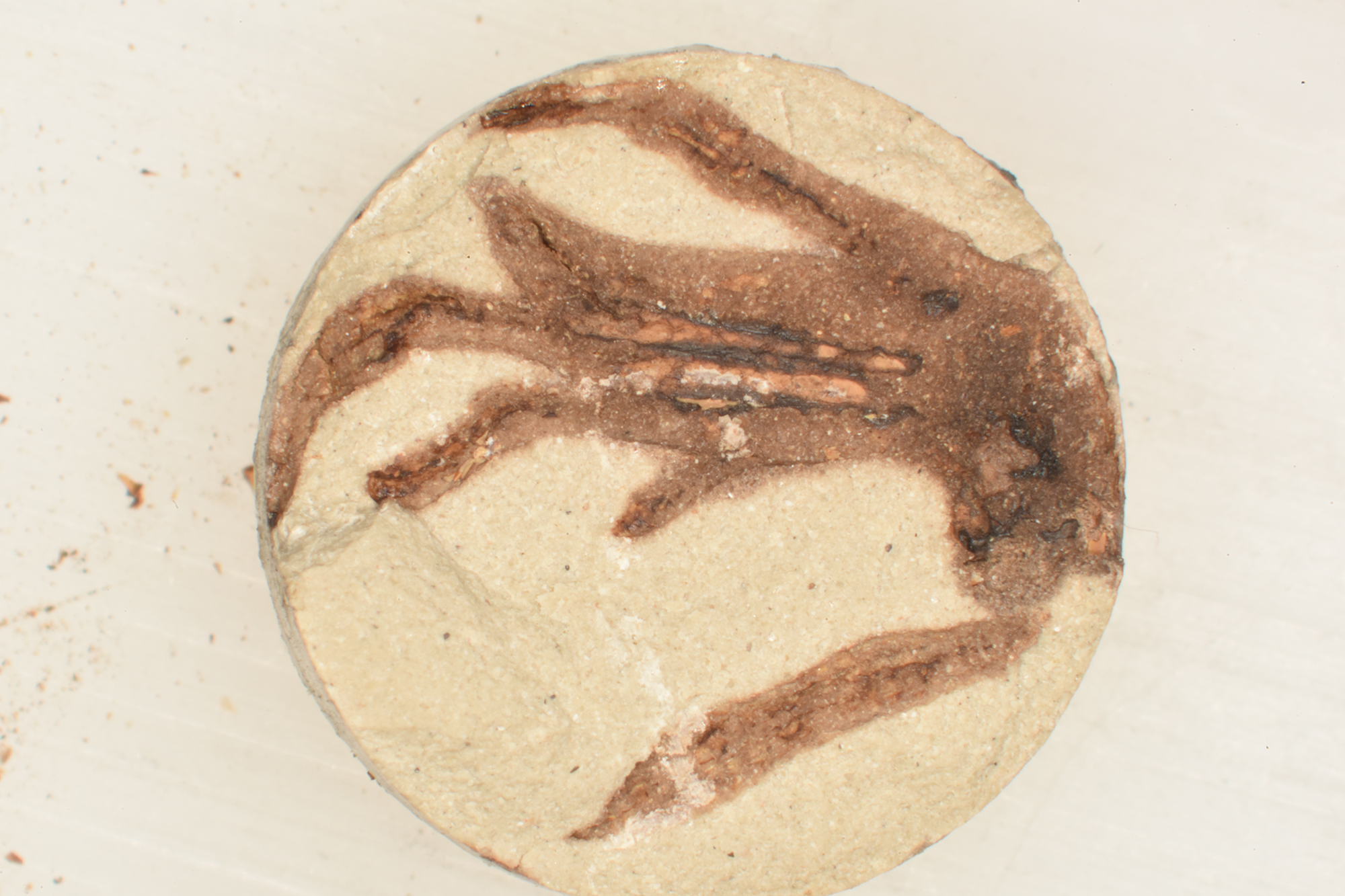 A “synthetically-fossilized” lizard foot created by the research team.