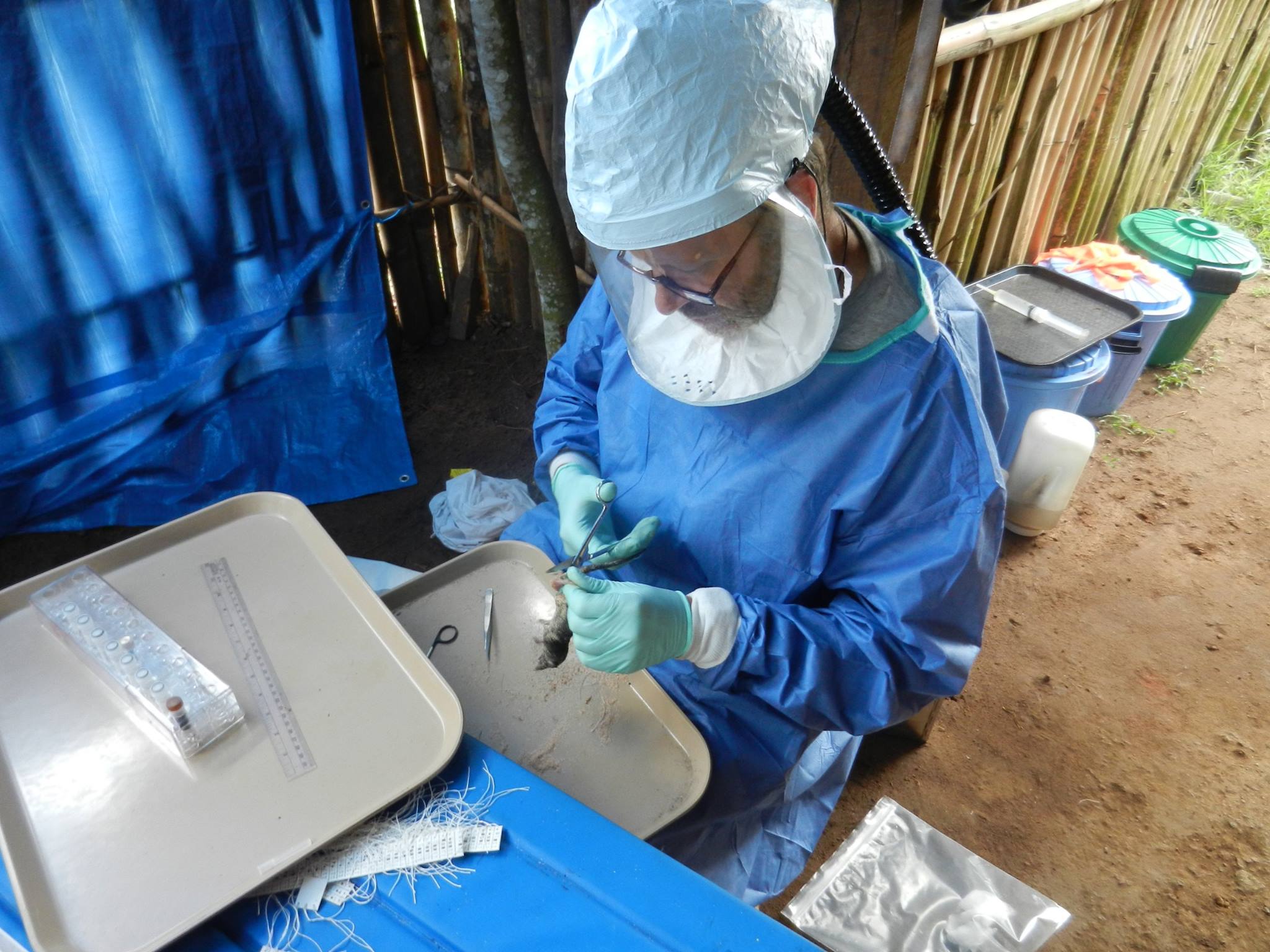 Collecting tissue for the CDC during fieldwork in the Congo, 2013.
Courtesy of the CDC.