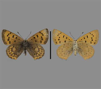 Lycaenidae: Lycaeninae: Lycaenini 
 
Lycaena helloides (Boisduval, 1852)Purplish Copper, femaleFMNH-INS 124065 
Cook County, IL