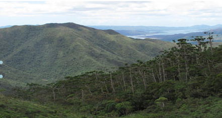 Image for New Caledonia Botanical Expedition 2012