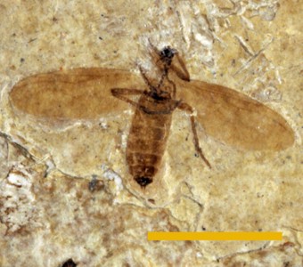 Arthropoda - Insecta - Diptera - Bibionidae
 
Plecia pealei(march fly)Specimen PE 60929
Green River Formation - Fossil Butte Member
Cenozoic - Paleogene - Eocene
Kemmerer, Wyoming
