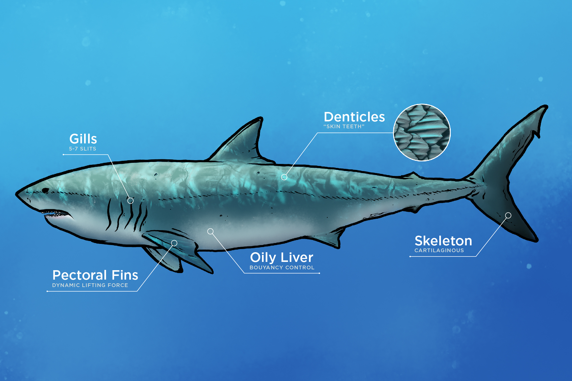 Graphic of a shark pointing to different physical characteristics