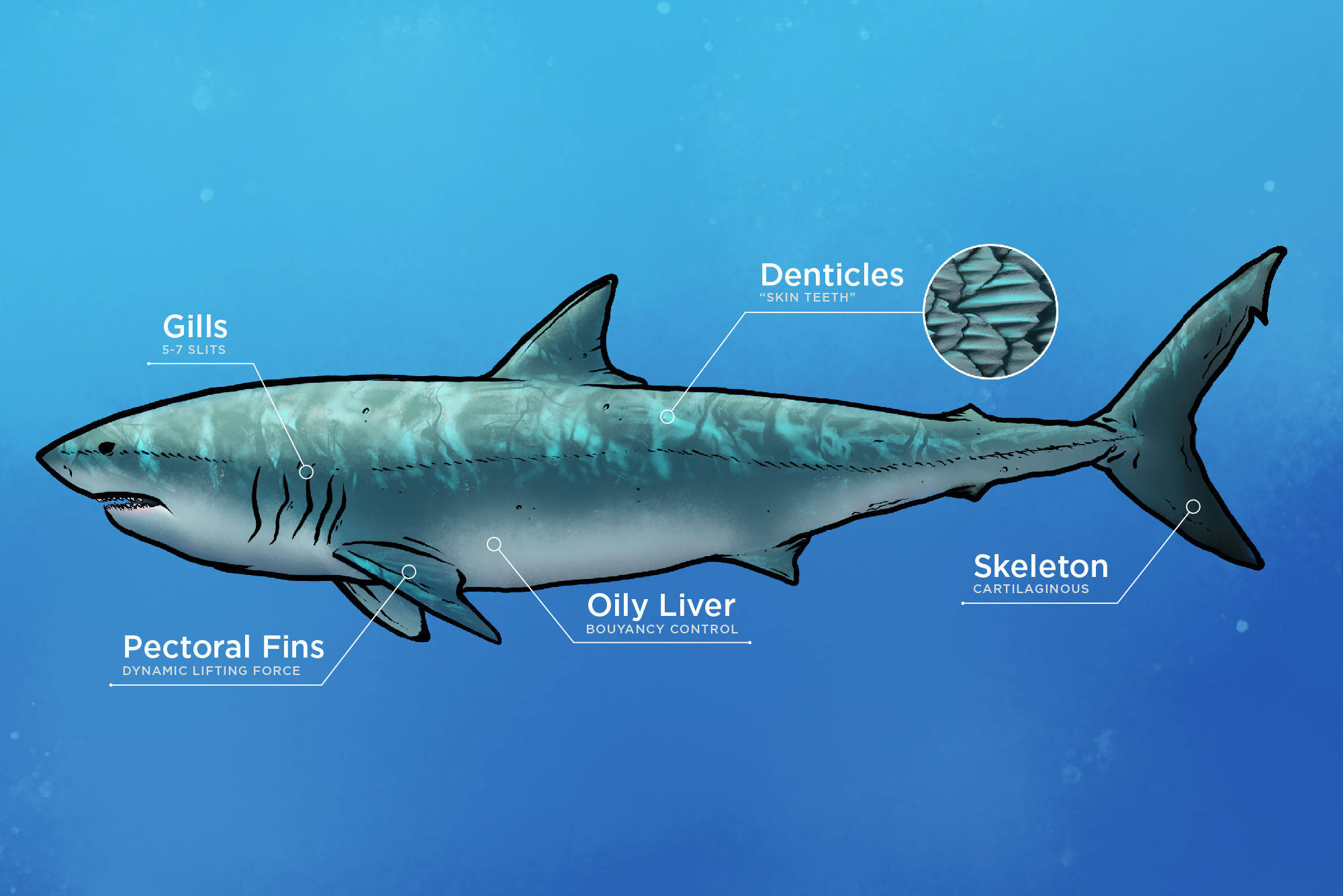 Fish Characteristics and Differences From Other Animals