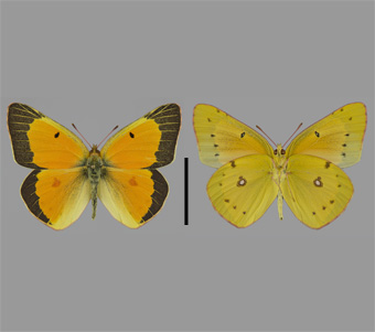 Pieridae: Coliadinae 
 
Colias eurytheme Boisduval, 1852Orange Sulfur (Alfalfa Butterfly)FMNH-INS 124046 
Freeport, Stephenson County, IL14 July 1991