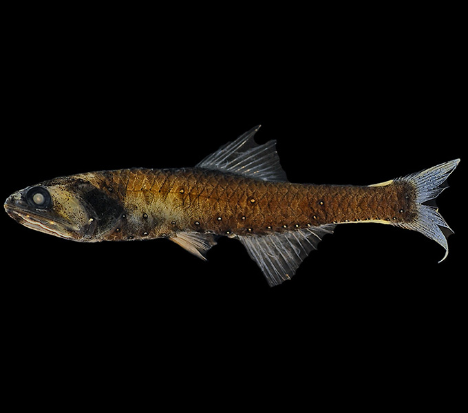 A Highseas Lampfish (Triphoturus) collected in a midwater trawl.  The white speckles on its body are bioluminescent light organs.