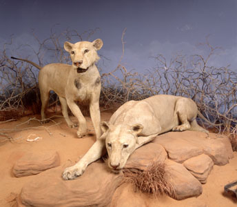 The Man-Eating Lions of Tsavo diorama.
Credit Information:
© The Field Museum
ID# Z94352c
Photographer: John Weinstein