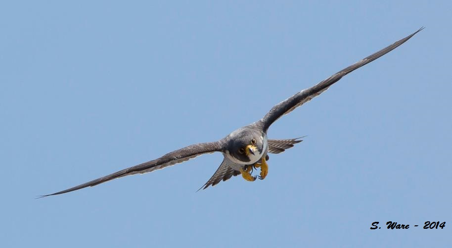 Image for Peregrine Removed from Illinois' Endangered List
