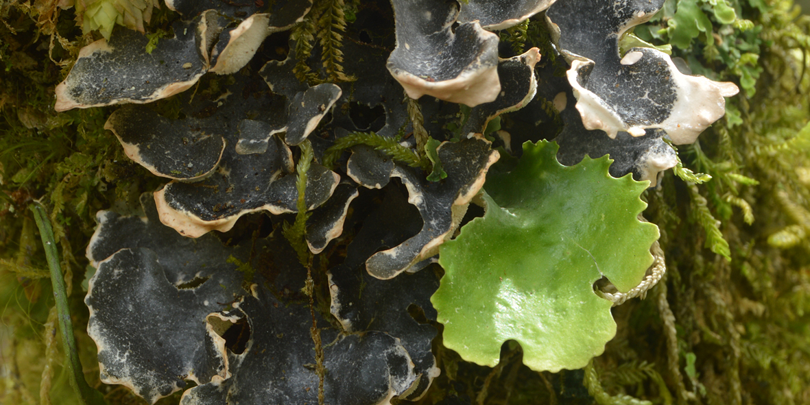 Lichen forming different lobes with green algae and cyanobacteria