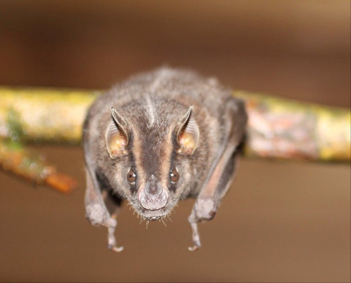 An Andean broad-nosed bat, Platyrrhinus nigellus